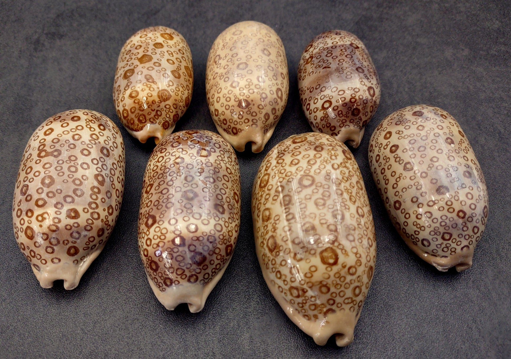 Eyed Cowrie Seashell - Cypraea Argus - (1 shell approx. 2.5-3 inches). Two shells, one showing the ribbed jagged edge of the wrapping of the shell and the other showing the outside design. Copyright 2022 SeaShellSupply.com.