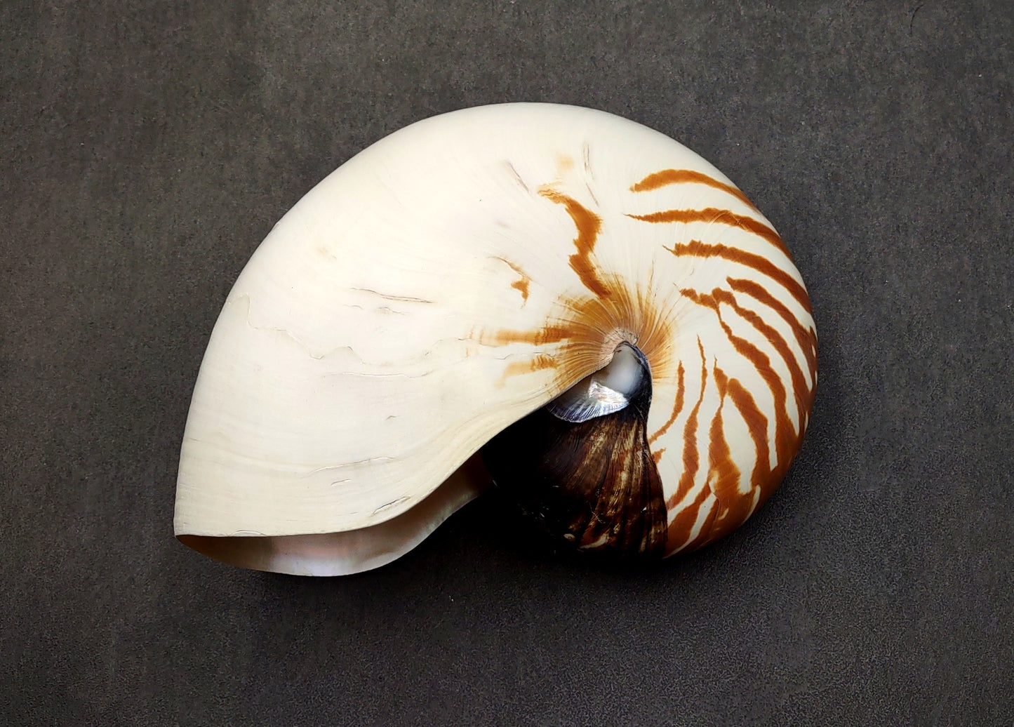 Natural Nautilus Seashell Nautilus Pompilius (1 shell approx. 7+ inches) Great shells for coastal crafting decor & collections!