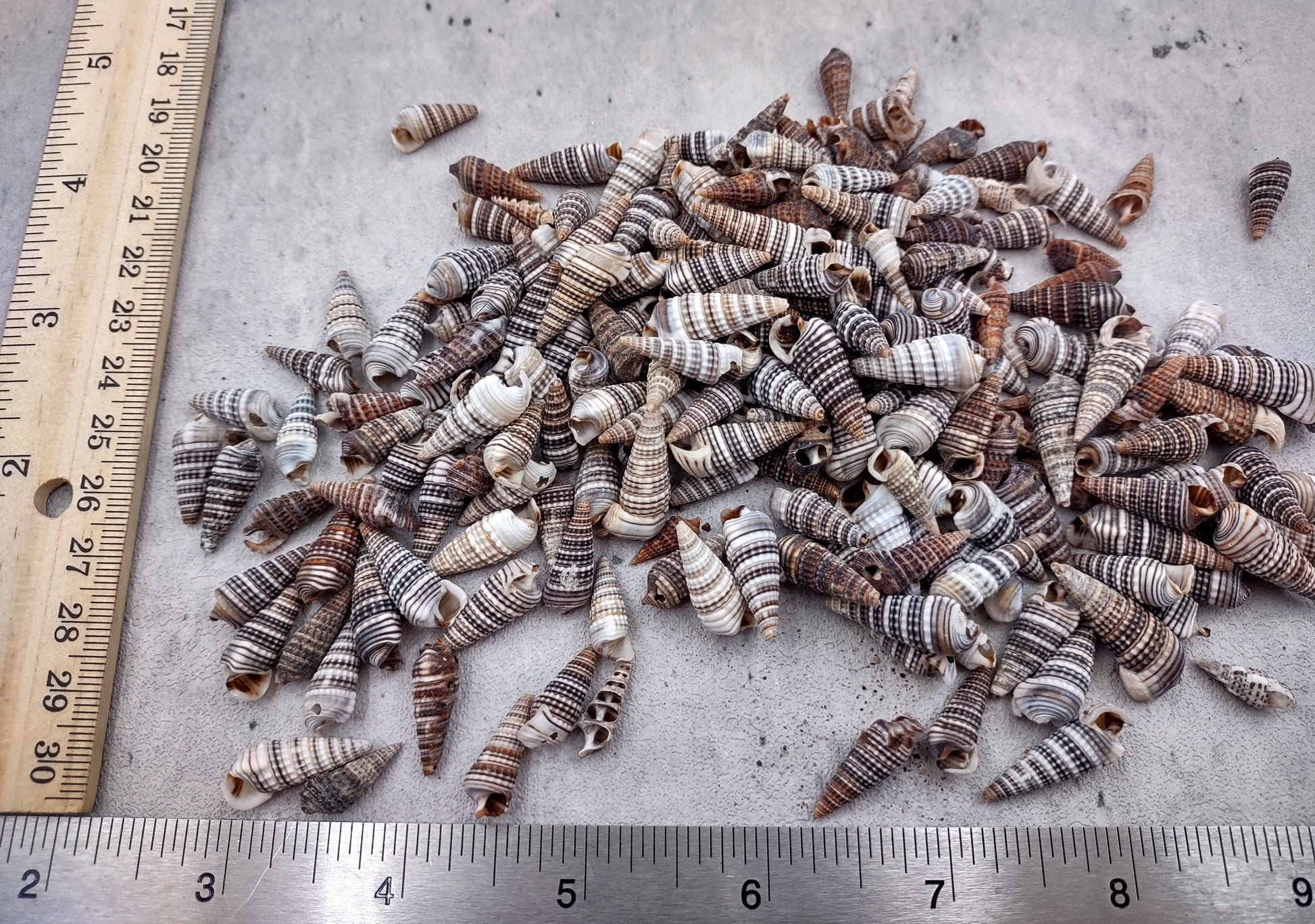 Cerithium Molniferus Seashells (approx. 190-200 pcs.). Multiple striped cone shaped shells in pile. Copyright 2024 SeaShellSupply.com.