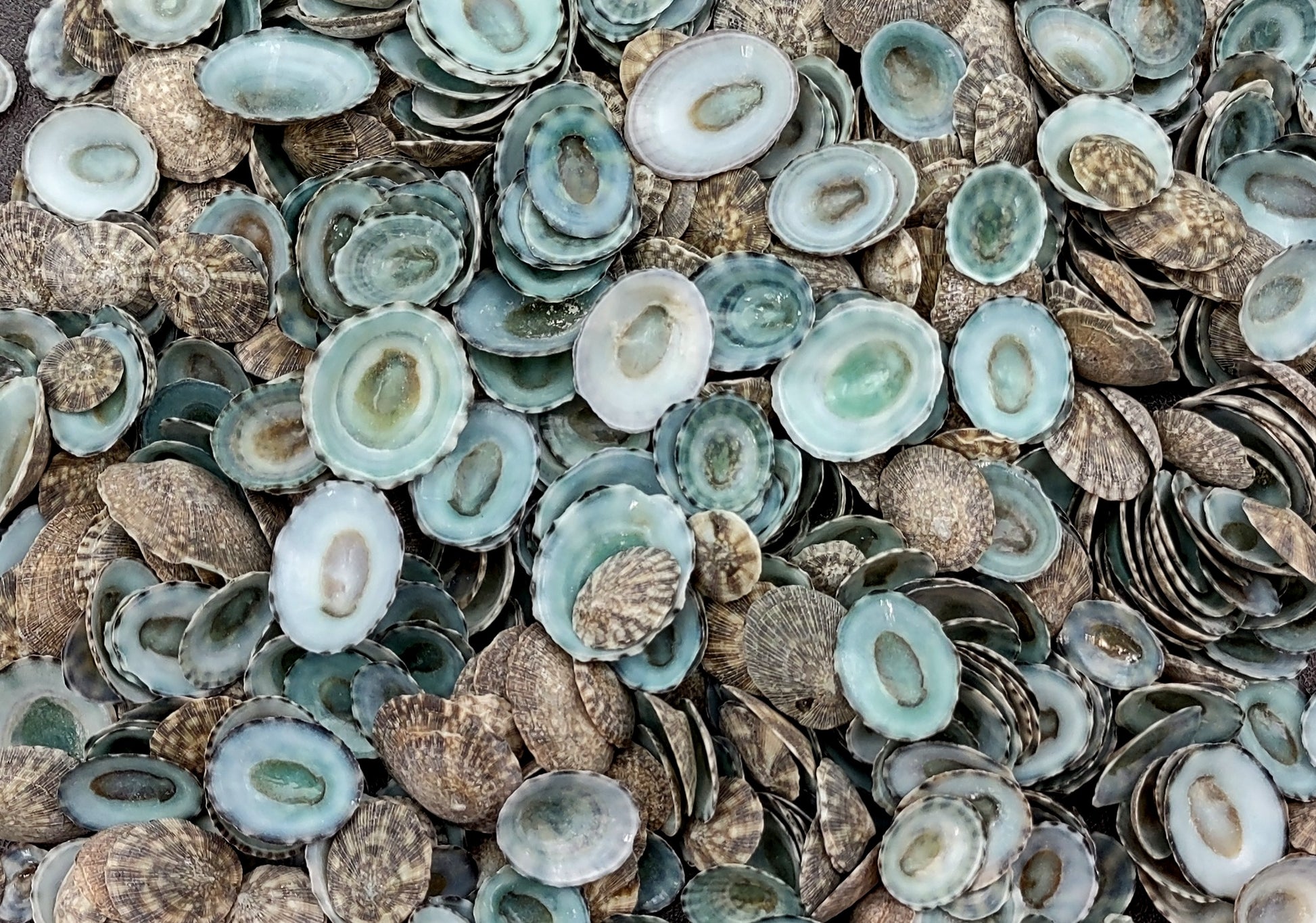 Green Limpet Seashells - Sutorria Mesoleuca - (approx. 20+ shells .5-1 inch)
Pile of small brown shell halves with greenish white interior.
Copyright 2022 SeaShellSupply.com