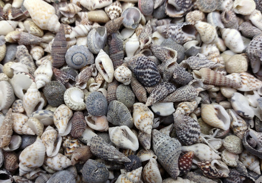 Extra Tiny Seashell Assorted Ocean Mix For Crafts (approx. 1 cup of shells 0.25+ inches) Best quality for ocean decor arts crafts & collecting!