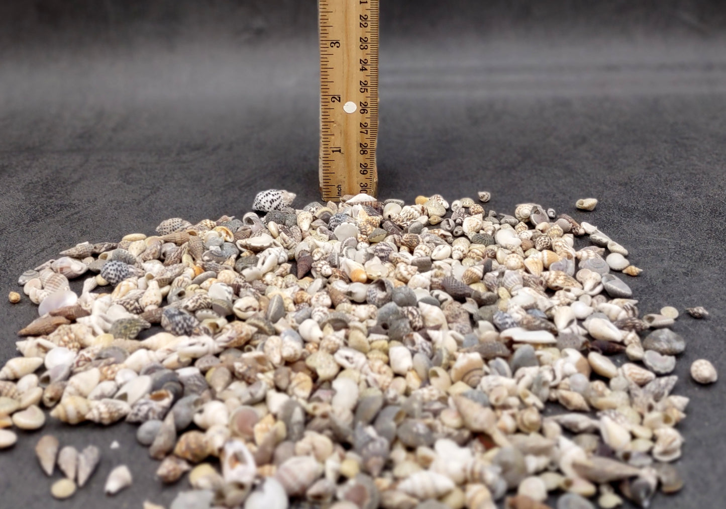 Extra Tiny Seashell Assorted Ocean Mix (approx. 1 kilogram shells 0.25+ inches) Very Small Shell Assortment for ocean art crafts & decor!
