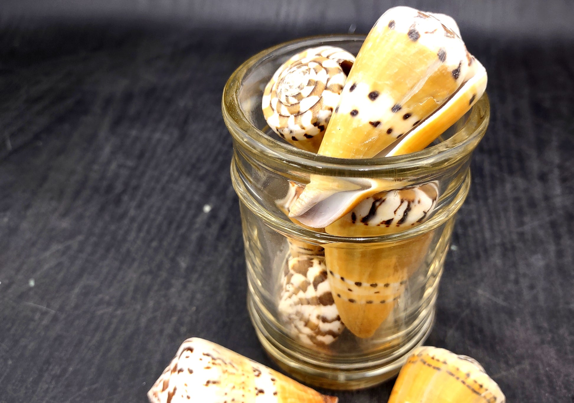 Captain Cone Seashells (2 pcs.) - (2-2.5 inches) - Conus Capitaneus. Cream to earthly colored shells with patterns along the spiral. Copyright 2024 SeaShellSupply.com.