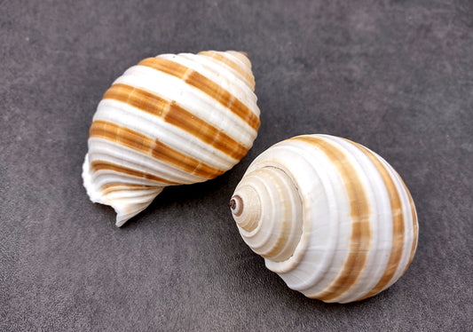 Striped Tun Seashell (3 inches) - Tonna Sulcosa. Two stripped brown and white shells showing the front and back angles. Copyright 2024 SeaShellSupply.com .