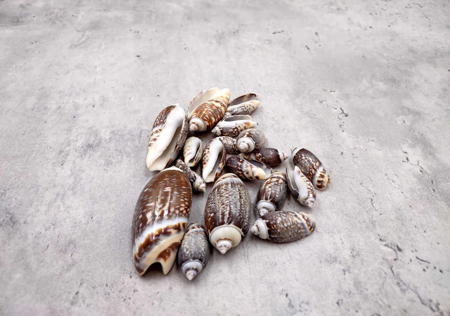 Dark Olive Seashell Assortment (approx. half cup 20+ shells 1-1.75+ inches) Great shells for coastal crafting and collections!
