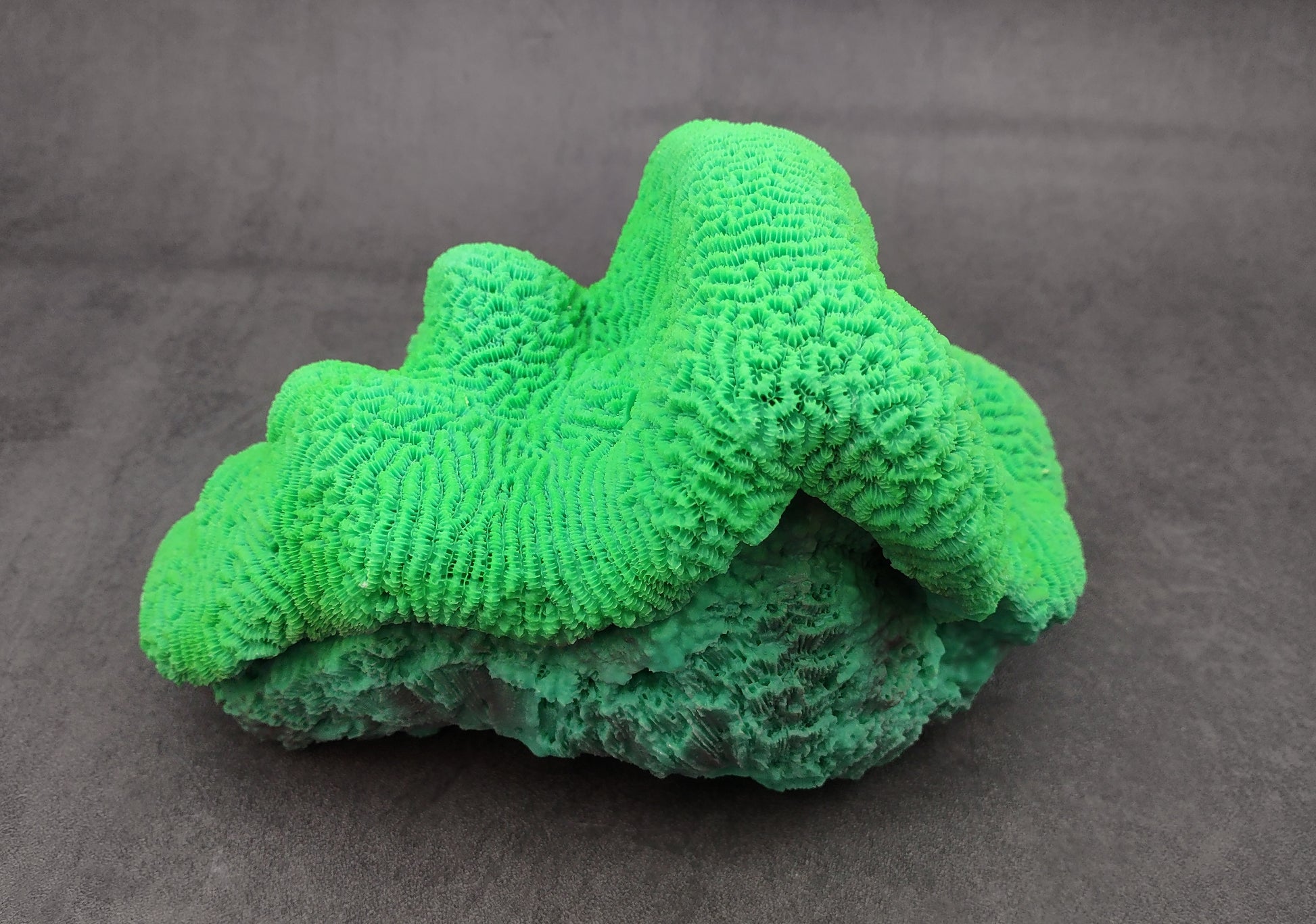 Bright Green FAUX Brain Coral - Lobophyllia Hemprichii - (1 FAUX Coral approx. 8.5x5x5.5 inches). Green almost squishy looking maze patterned coral known as brain coral. Copyright 2024 SeaShellSupply.com.