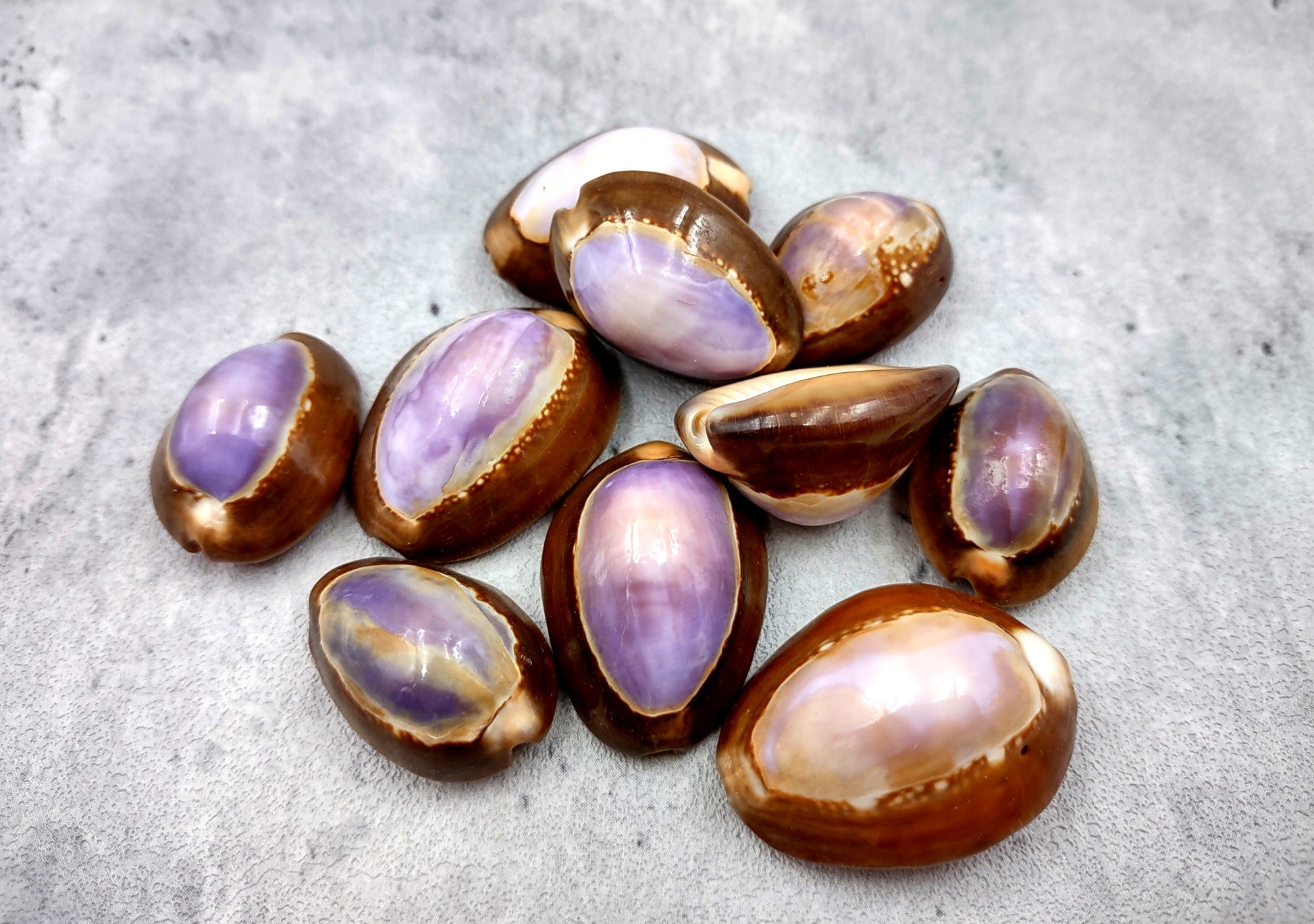 Purple Top Serpent Head Cowrie Shells (10 pcs.) - Cypraea Caputserpentis. Multiple purple and white shells rimmed with brown in a pile. Copyright 2024 SeaShellSupply.com.