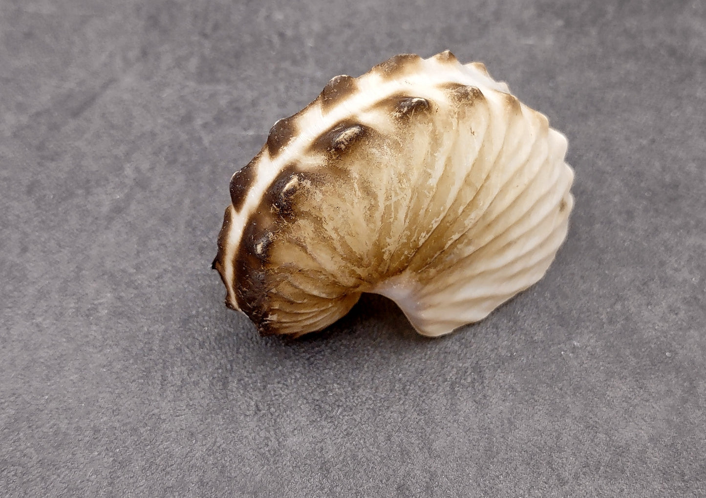 Brown Paper Nautilus Seashell Rare Argonauta Hians (1 shell approx. 2.25+ inches) Swell shells for coastal crafting decor & collections!