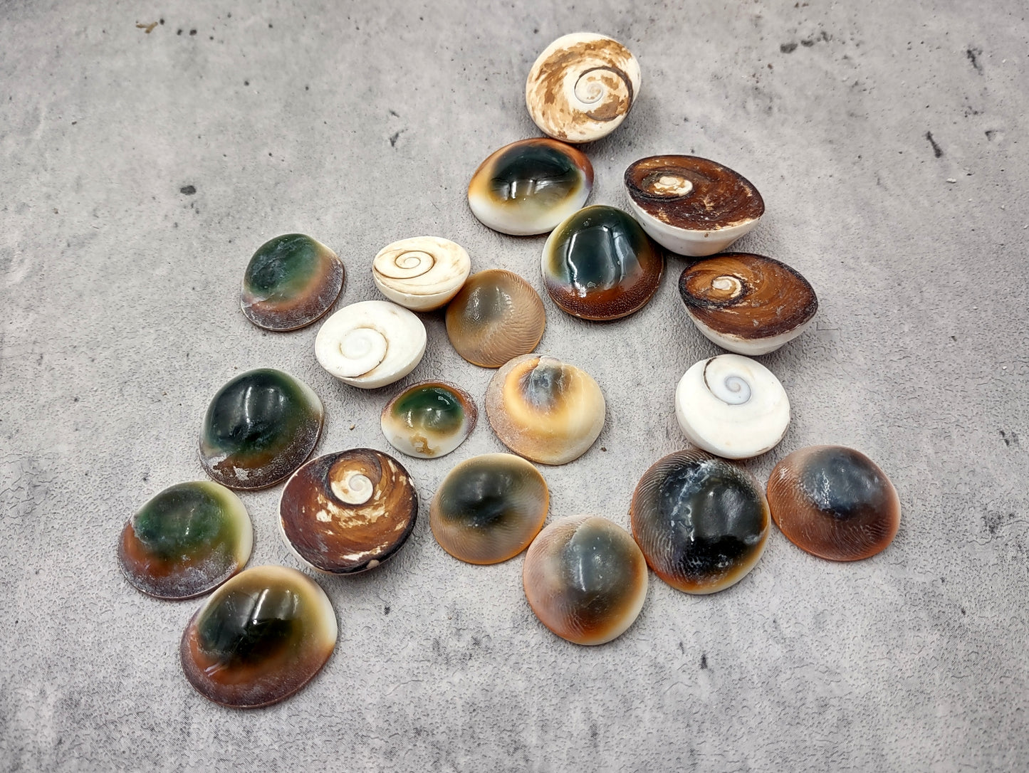 Cats Eyes Seashells Turbo Opercula (5 shells approx. 1+ inch) Unique shells for coastal crafting décor & collections!