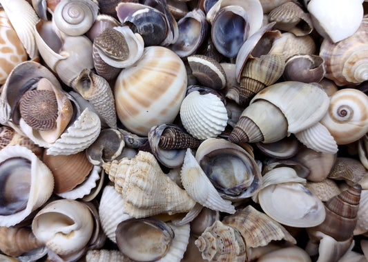 Extra Small Seashell Assorted Ocean Mix Brown Tan Purple (approx. 1 cup 65+ shells 0.50+ inches) XS Shell Assortment for arts & crafts!