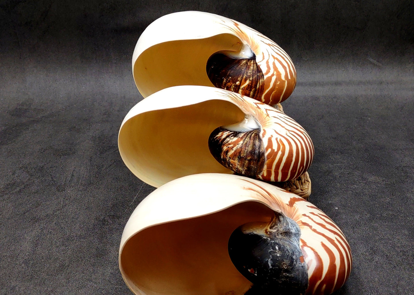 Natural Nautilus Seashell Nautilus Pompilius (1 shell approx. 7+ inches) Great shells for coastal crafting decor & collections!