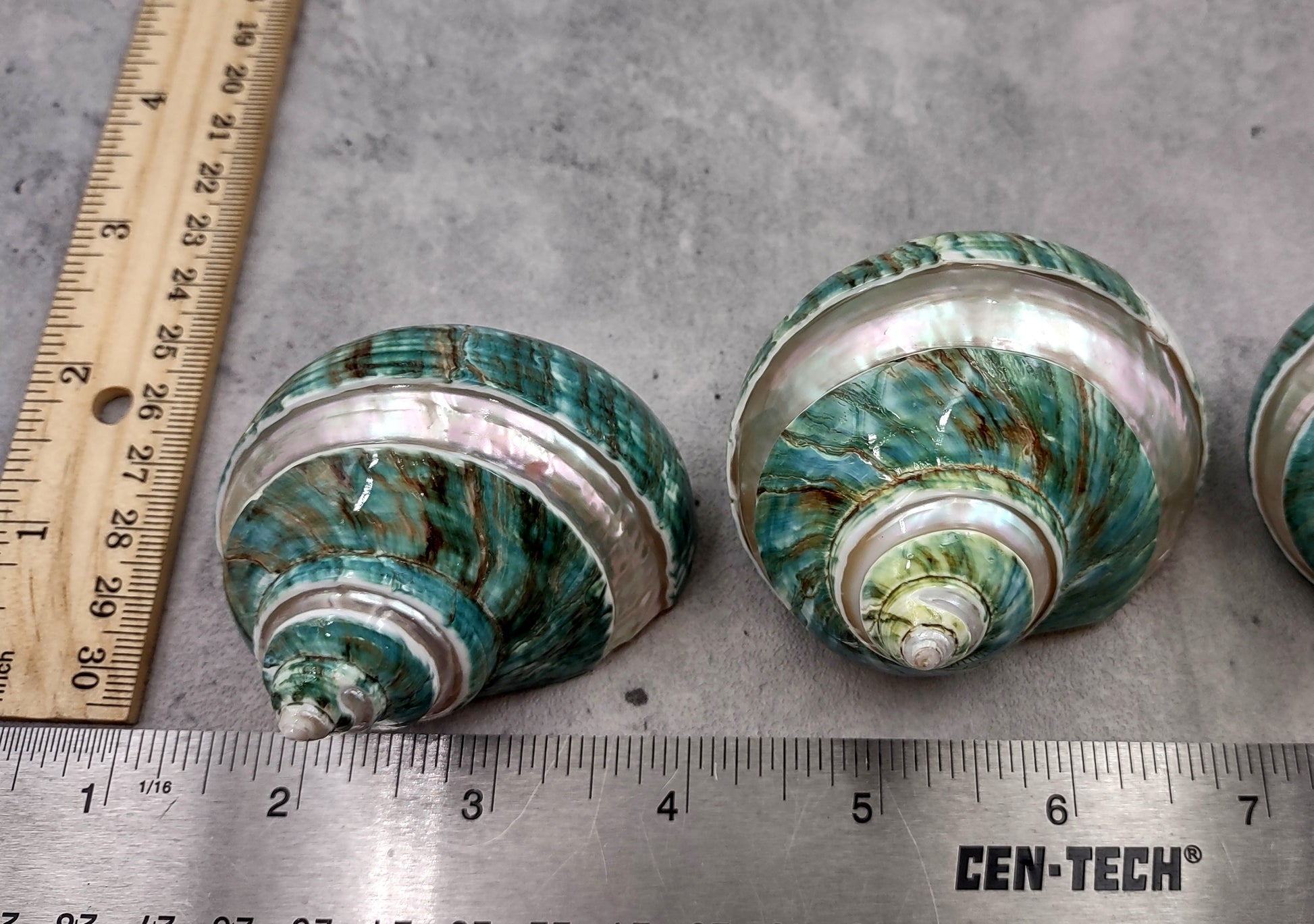 Polished Jade Turbo Shell w/Pearlized Stripe - Turbo Burgessi - (1 shell approx. 2.5-3 inches). Jade and green spiral ribbed shell with a cream band. Copyright 2024 SeaShellSupply.com.