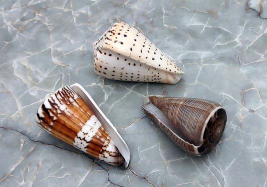 Large Cone Seashell Assortment (3 shells approx. 2.5+ inches) Assortment of Cone shells to add to collections displays & crafting!