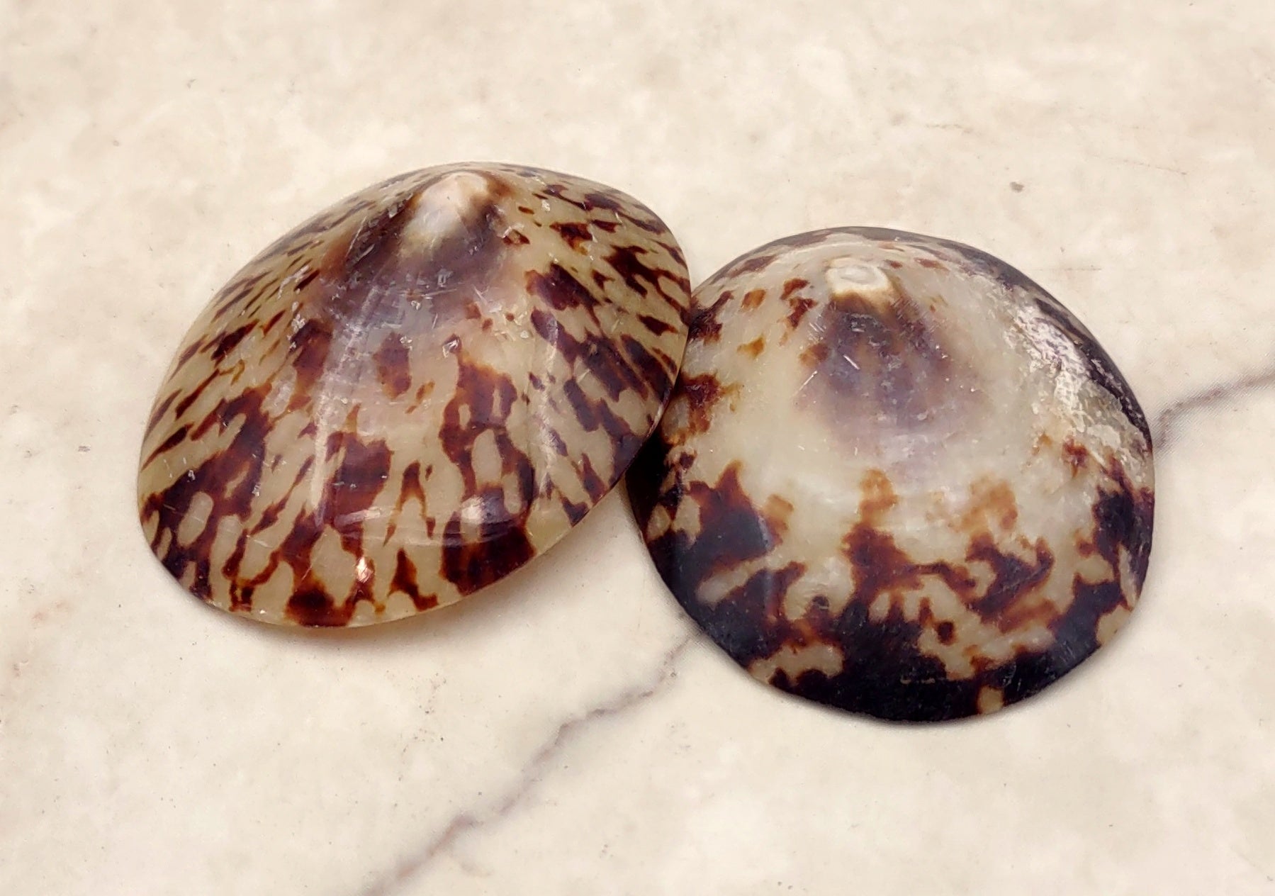 Oval Limpet Shell Pairs (2 shells) - (1.5-2 inches). One pair of brown and off-white dappled oval shells. Copyright 2024 SeaShellSupply.com.