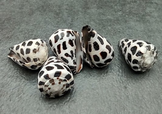 Medium Hebrew Cone Seashells Conus Ebraeus (5 shells approx. 1+ inches) Cone shell great to add to any collection or coastal display!