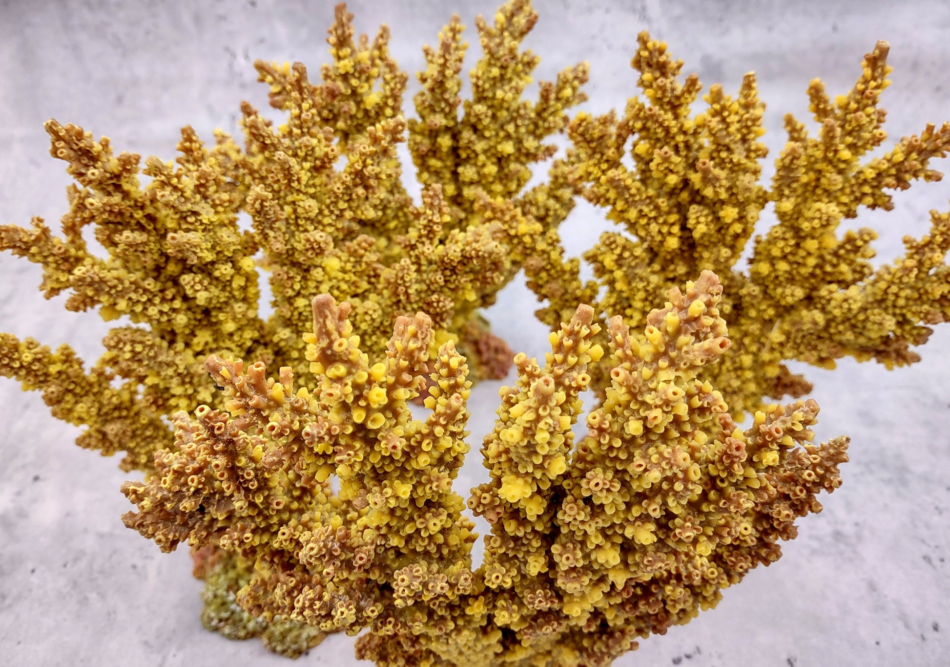 Yellow/Tan FAUX Branch Coral - Acropora Florida - (1 Fake Coral approx. 7.5Tx7Wx2D inches) on light background. Copyright 2024 SeaShellSupply.com