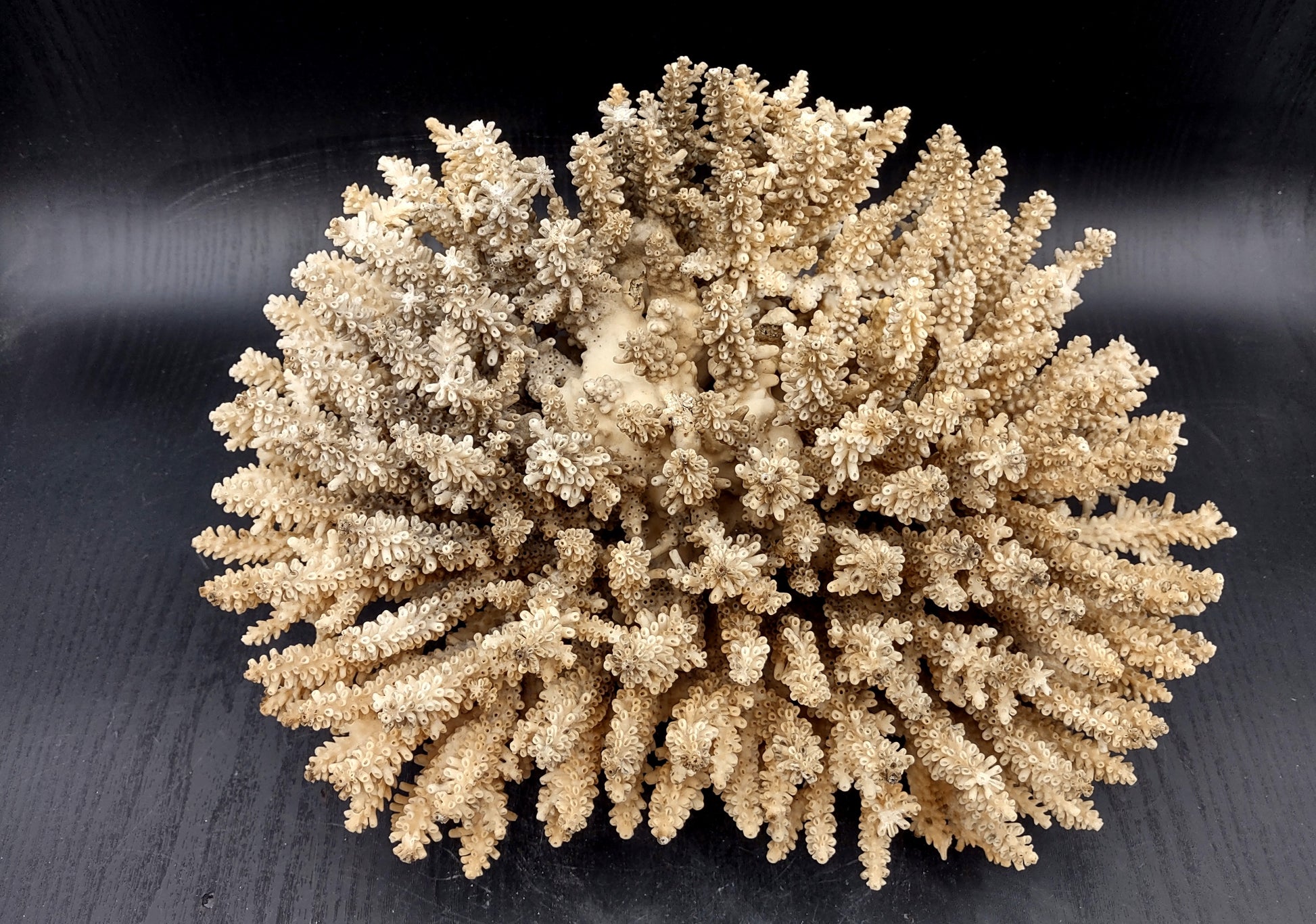 Image of Off White Natural Table Coral Large Cluster Acropora Latistella (1 coral approx. 12L x 7H x 9D inches) Copyright 2024 SeashellSupply.com