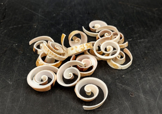 Swirl Cut Strombus Seashell Strombus Luhuanus (15 shell slices approx. .75+ inches) Copyright 2024 SeashellSupply.com