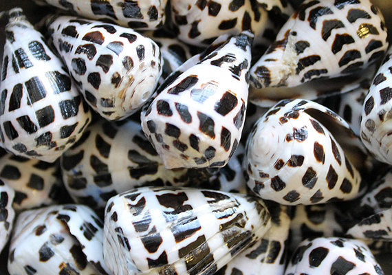 Polished Hebrew Cone Seashells (5 pcs.) - Conus Ebraeus