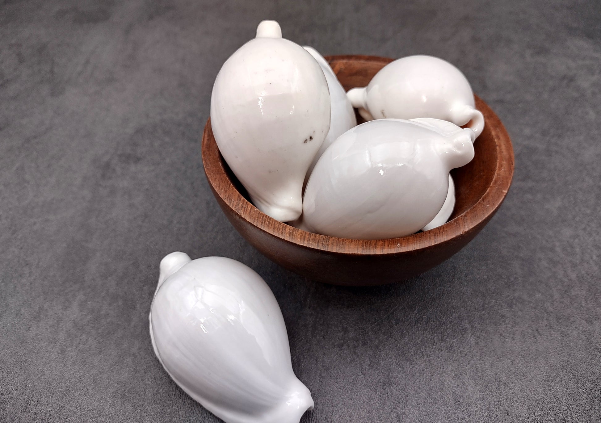 Egg Cowrie Seashell (2 Inches) - Ovula Ovum. White shiny shell. Copyright 2024 SeaShellSupply.com