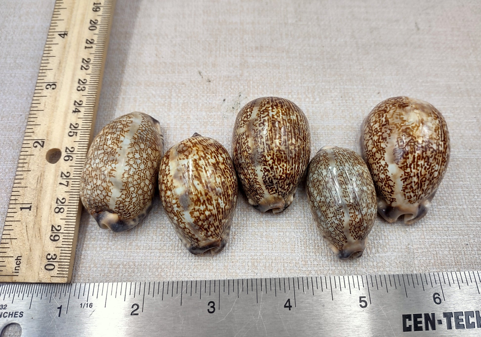 Arabic Cowrie Seashells - Cypraea Arabica - (5 shells approx. 1.5-2 inches). Copyright 2024 SeaShellSupply.com.