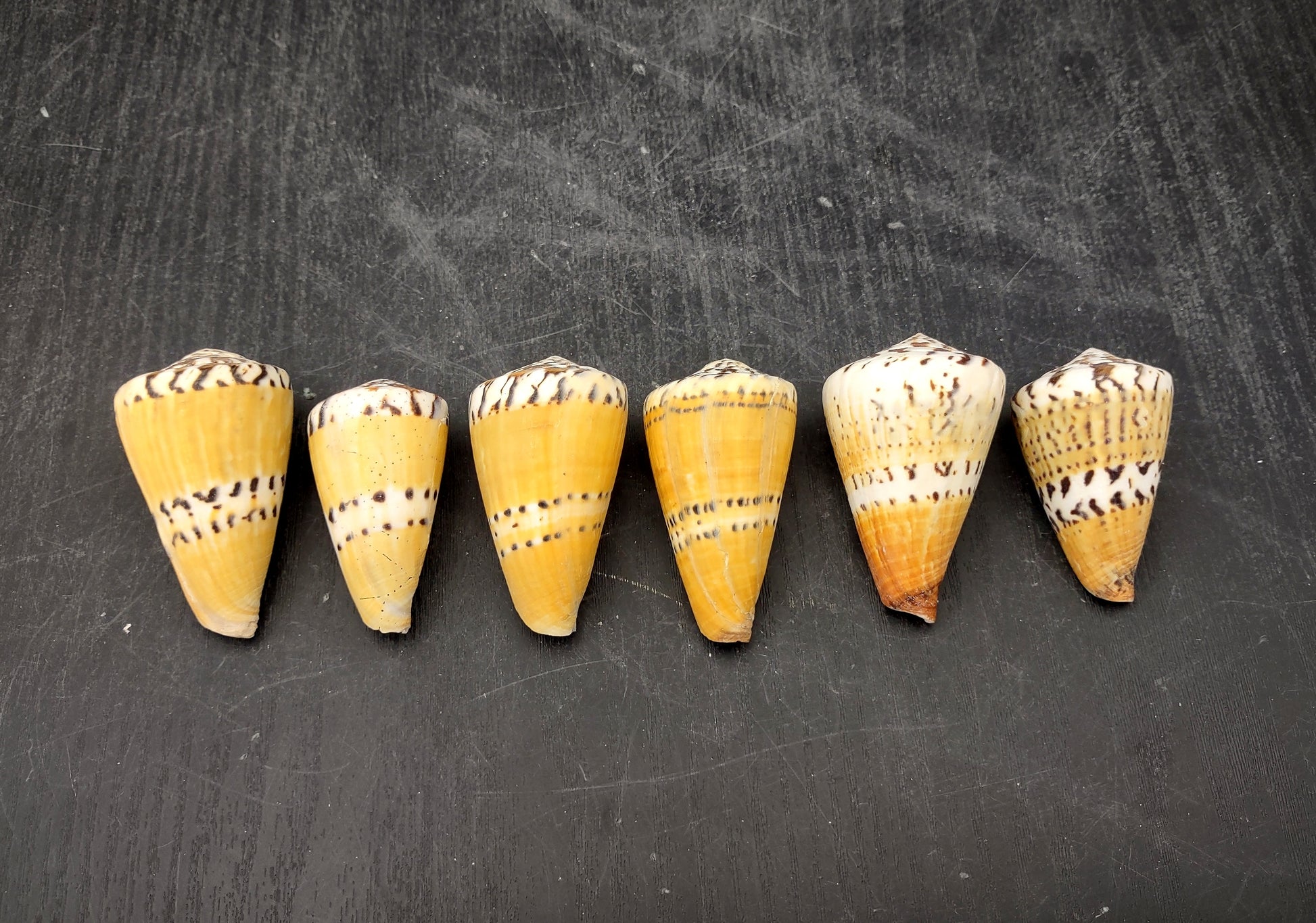 Captain Cone Seashells (2 pcs.) - (2-2.5 inches) - Conus Capitaneus. Cream to earthly colored shells with patterns along the spiral. Copyright 2024 SeaShellSupply.com.