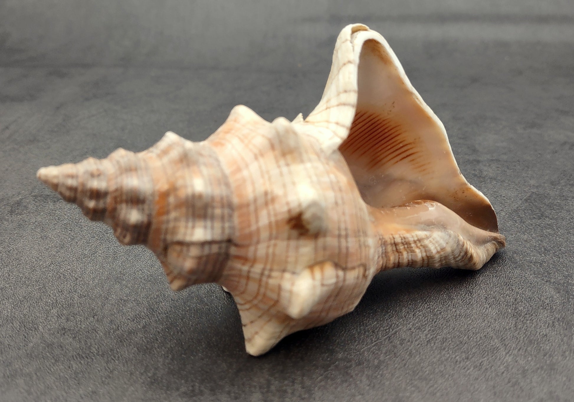 Large Fox Shell Fasciolaria Trapezium (1 shell approx. 5-6 inches) 1 shell with varying shades of white, orange and brown. Copyright 2022 SeaShellSupply.com.