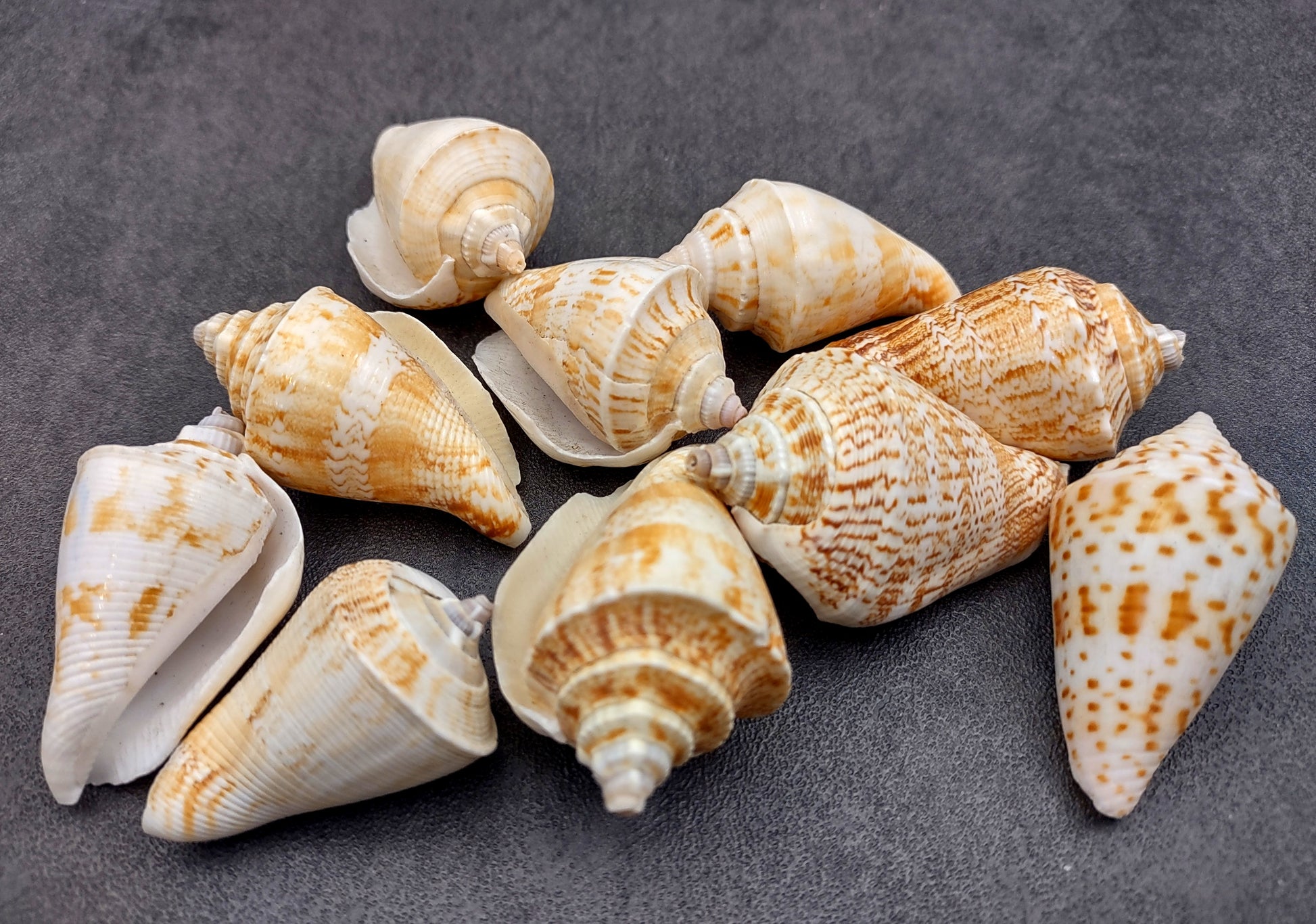 Margined Conch Seashells - Strombus Marginatus - (10 shells). A small pile of white spiral shells with brown accents. Copyright 2022 SeaShellSupply.com.