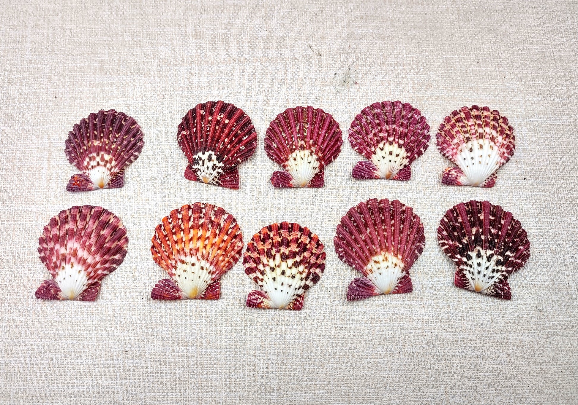 Royal Cloak Scallop Seashells - Pecten Pallium - (10 shells approx. 1-1.5 Inches) Pile of different shades of pink ribbed shells. Copyright 2024 SeaShellSupply.com.