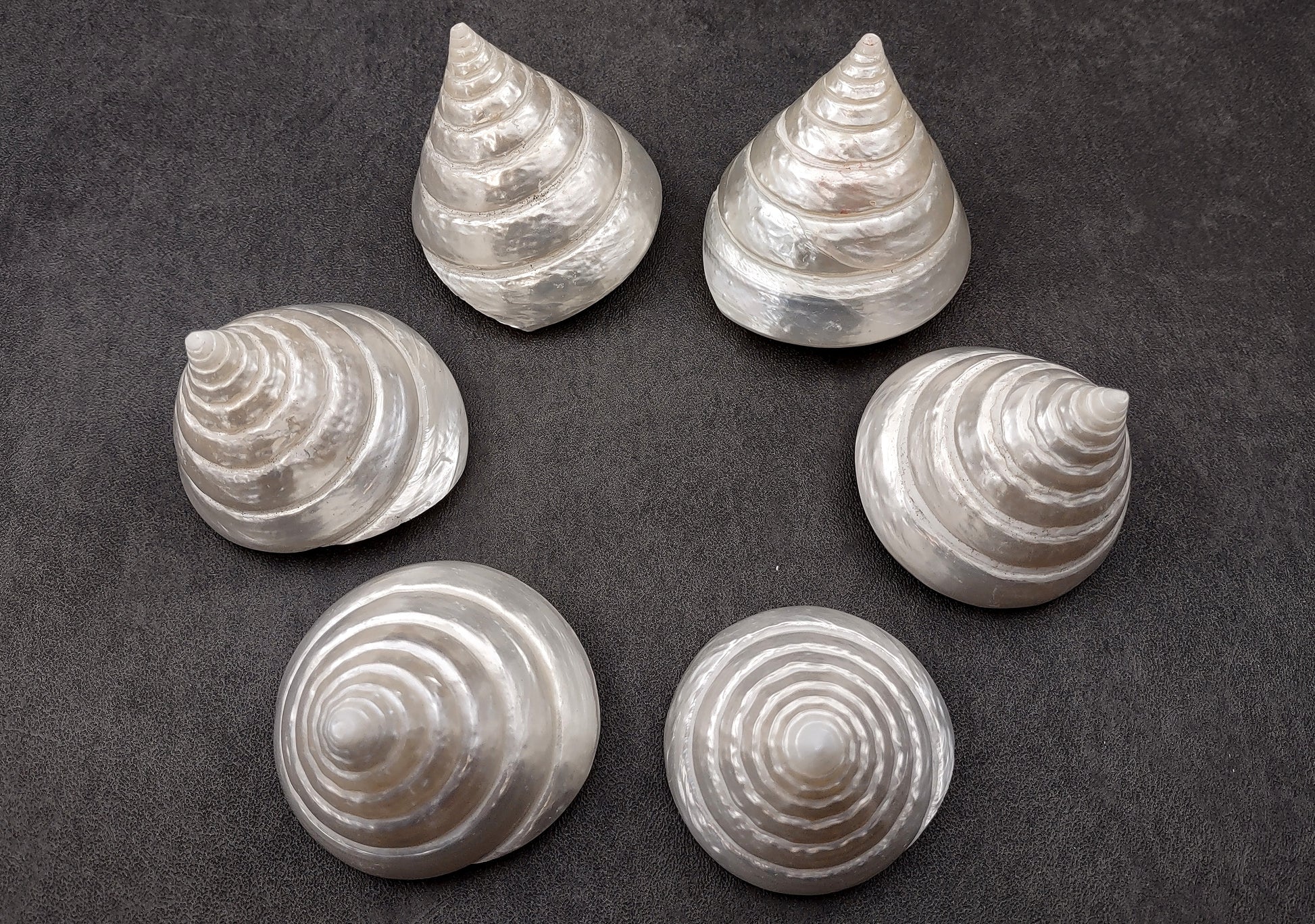 Polished Silver/Pearl Trochus Seashell (2-2.5 Inches) - Trochus Niloticus. One shiny bright spiral white shell with a wide opened base. Copyright 2024 SeaShellSupply.com.