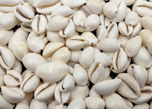 White Cowrie Seashells Bulk Cypraea Annulus (Approx. half cup 40+ shells 0.5+ inches) White Top cowry shells for coastal crafts & jewelry!