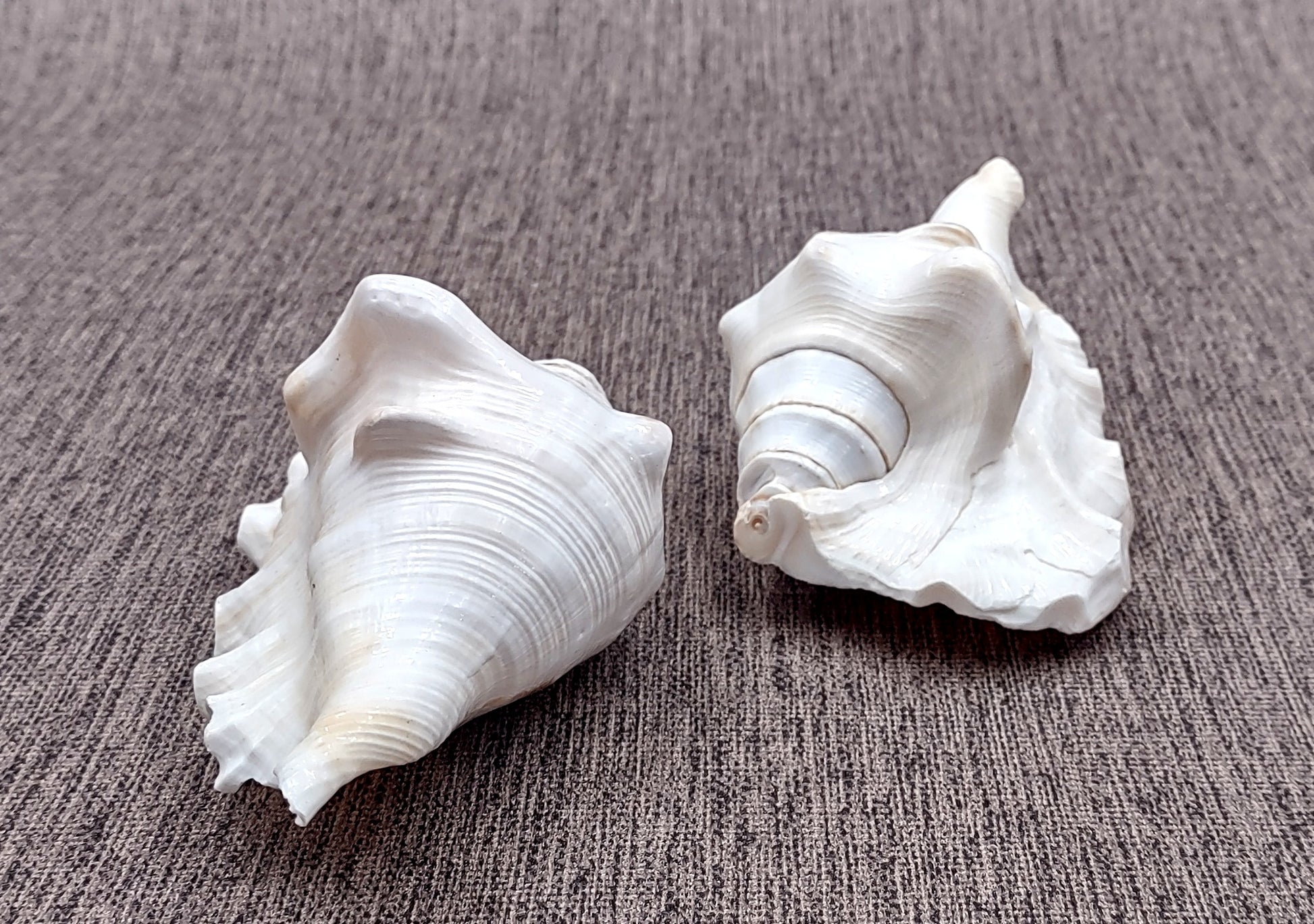 Spider Conch Seashell Lambis Lambis (1 shell approx. 4+ inches) B Grade great for coastal crafting displays and collections!