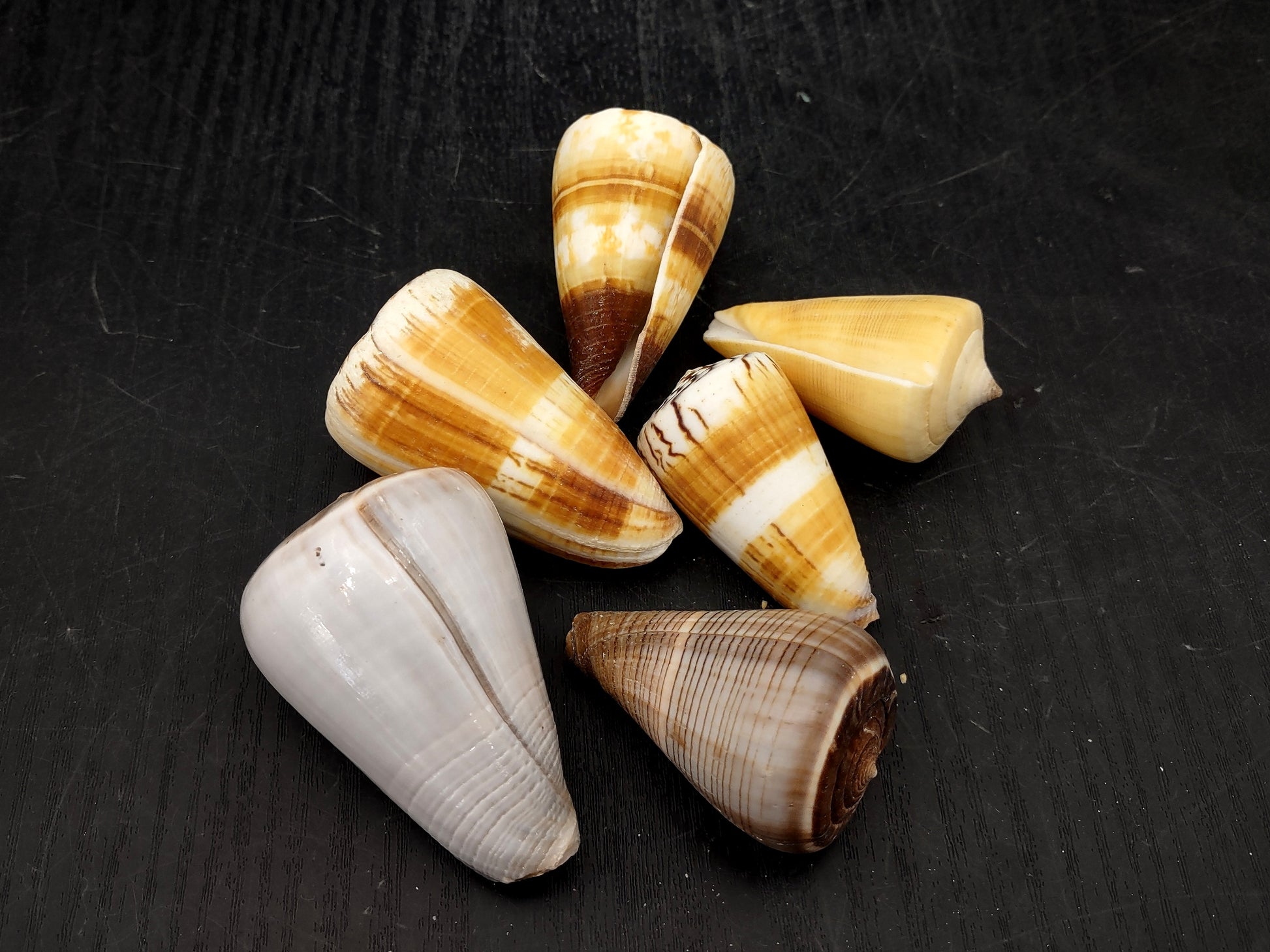 Cone Seashell Small Assorted Mix (8 shells approx. 1.5-2 inches). Brown and white close spiral shells in a grouping. Copyright 2022 SeaShellSupply.com.