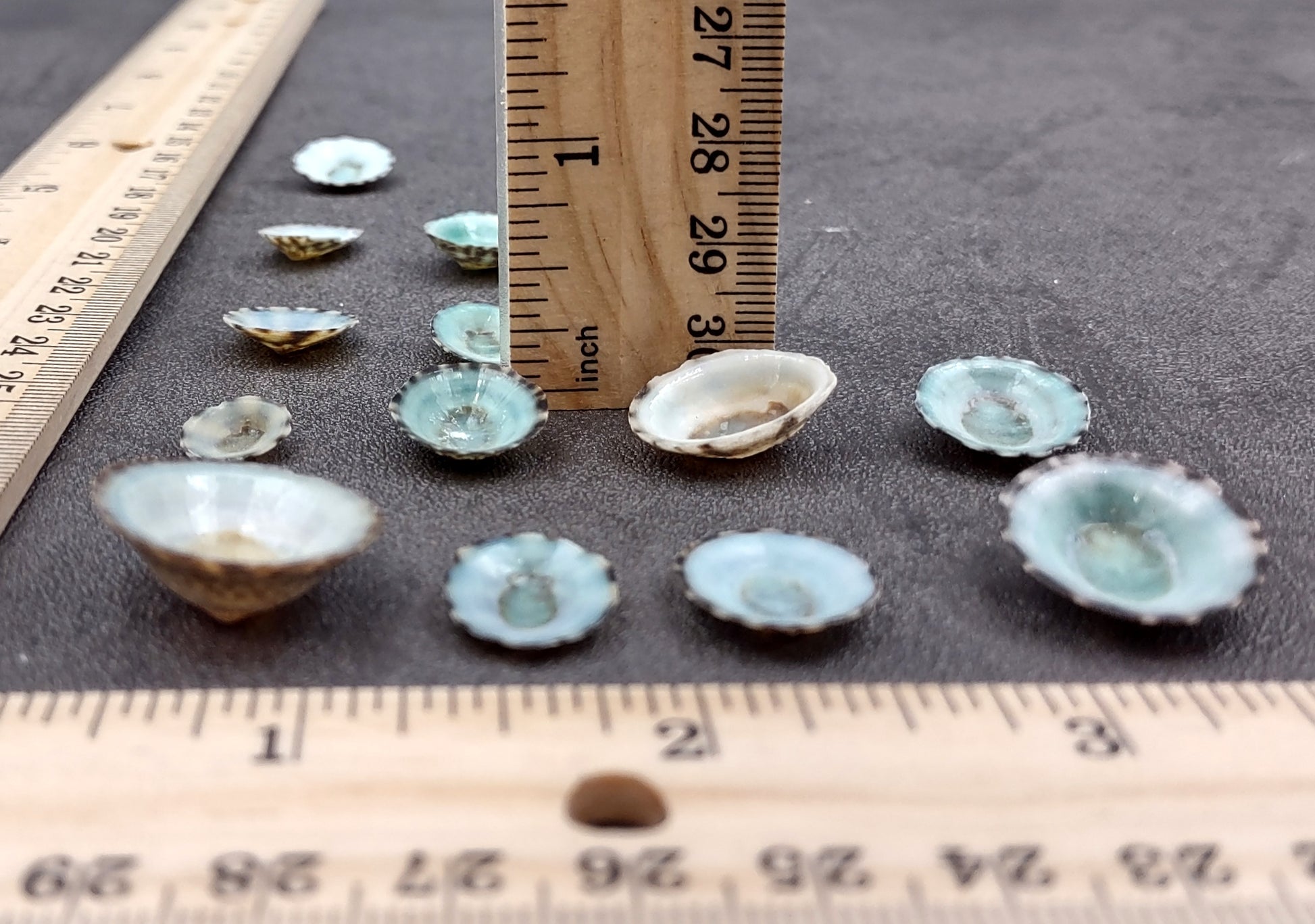 Green Limpet Seashells - Sutorria Mesoleuca - (approx. 20+ shells .5-1 inch)
Pile of small brown shell halves with greenish white interior.
Copyright 2022 SeaShellSupply.com