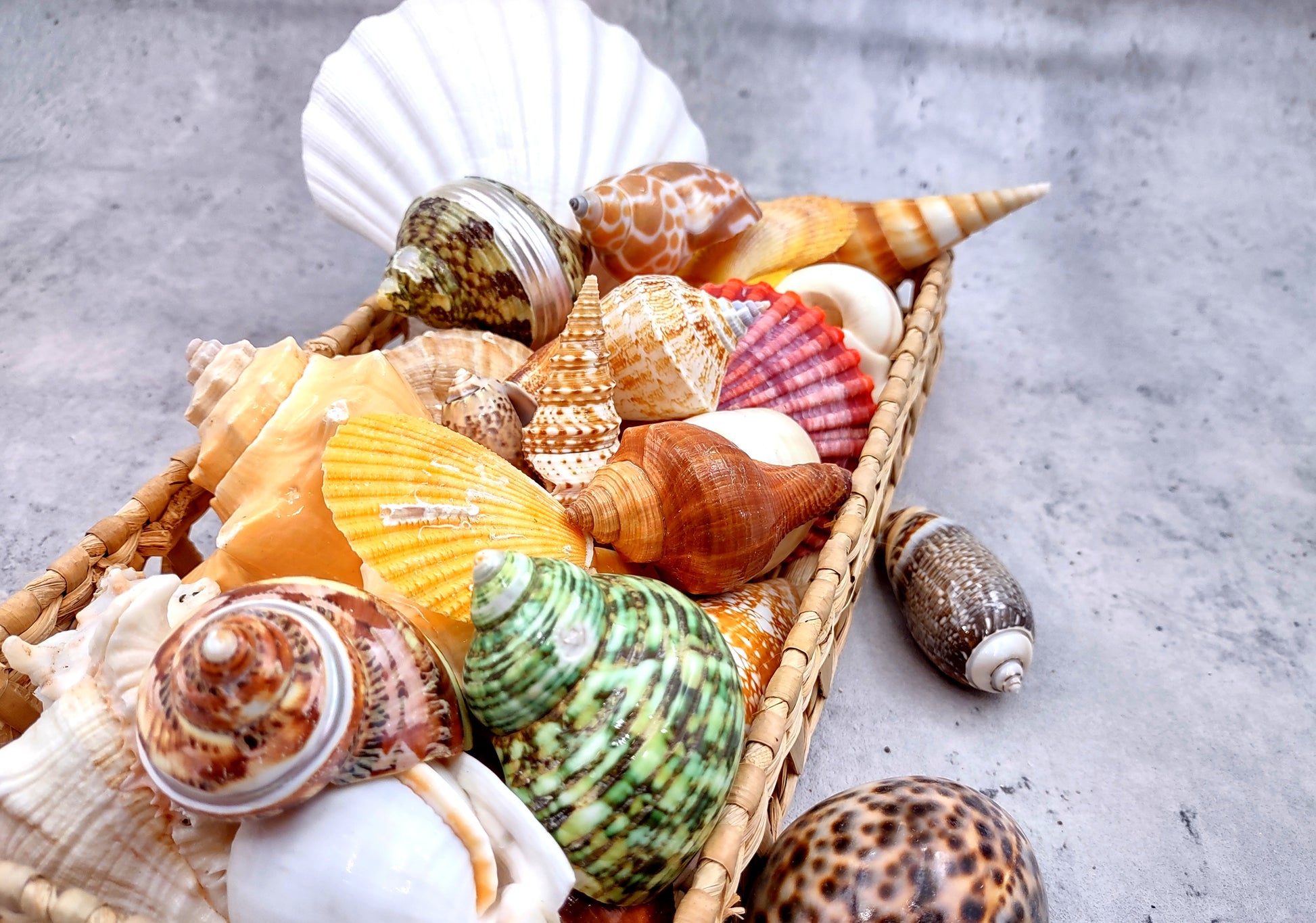 Large Seashell Assorted Ocean Mix - (approx. 1 Kilogram/2.2 lbs. 1-4 inches). Multiple different colored shells in a pile. Copyright 2024 SeaShellSupply.com.
