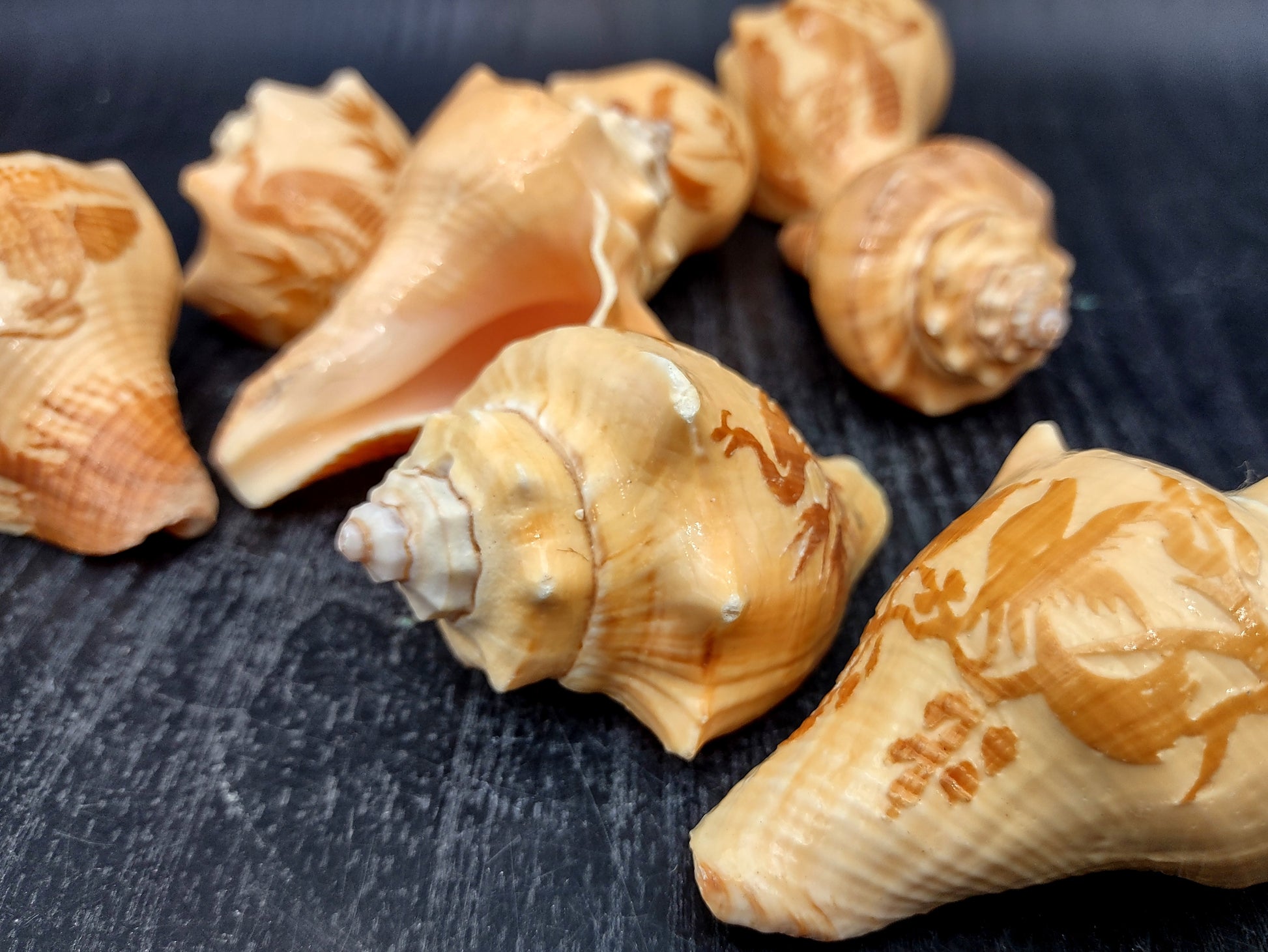 Image of Carved Conch Seashell Decorative Set Of Eagle Love Birds and Peacock (approx. 3+ in shell) Conch shell great for coastal crafting & gifting! Copyright 2024 SeashellMart.com