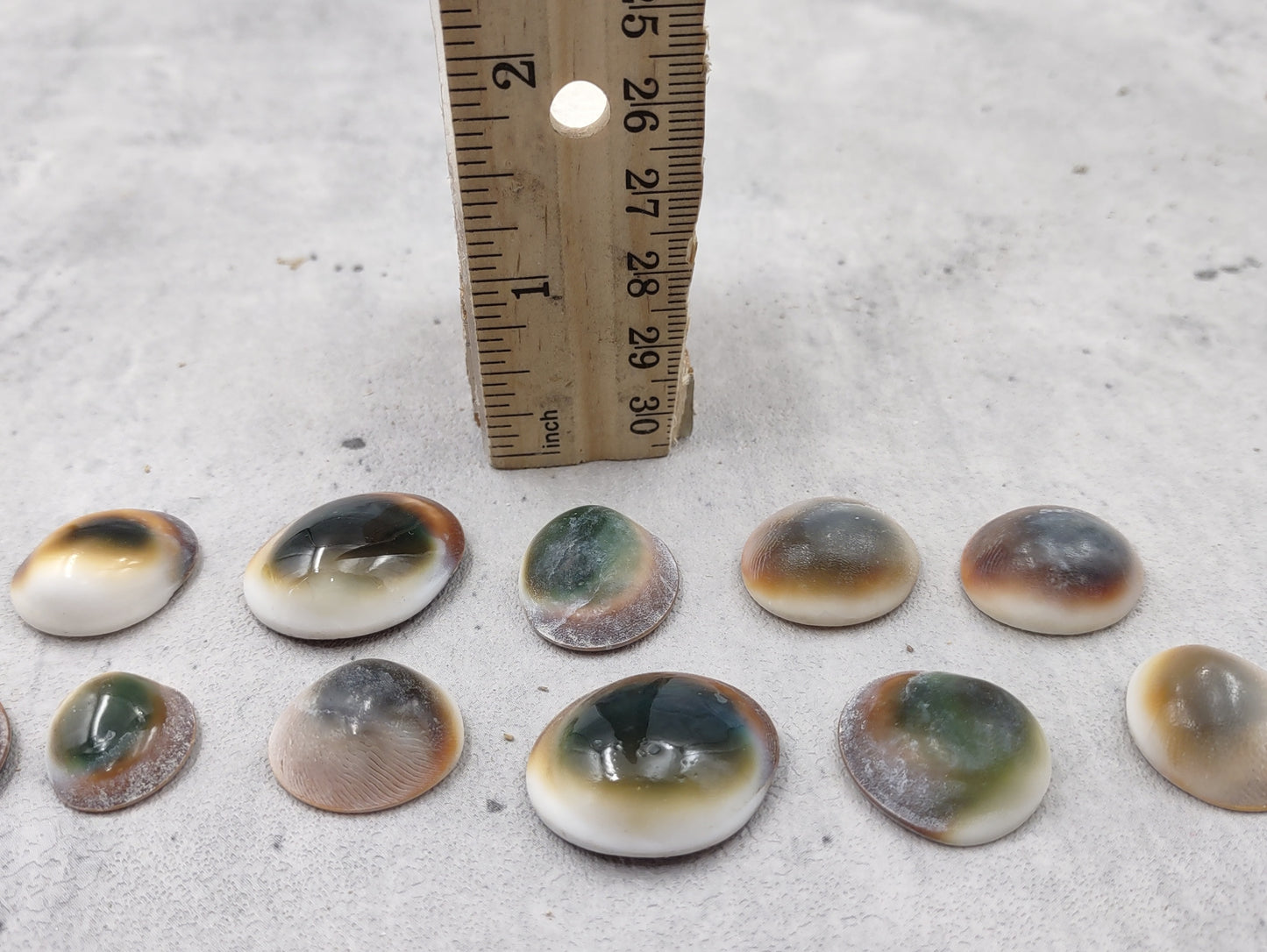 Cats Eyes Seashells Turbo Opercula (5 shells approx. 1+ inch) Unique shells for coastal crafting décor & collections!