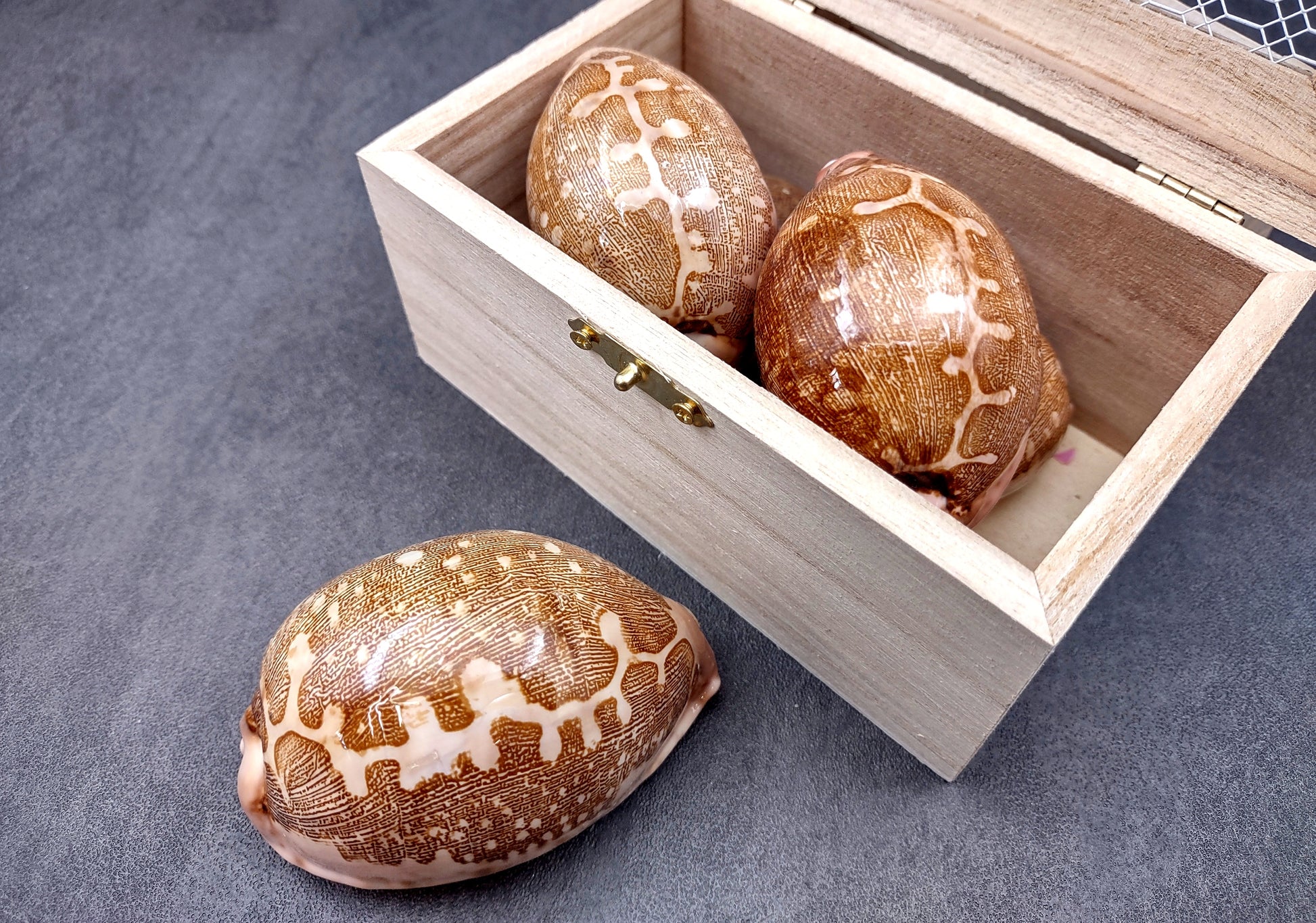 Ancient Map Cowrie Seashell - Cypraea Mappa - (1 shell approx. 2.5-3.5 Inches). One brown and tan shaped shell. Copyright 2024 SeaShellSupply.com.