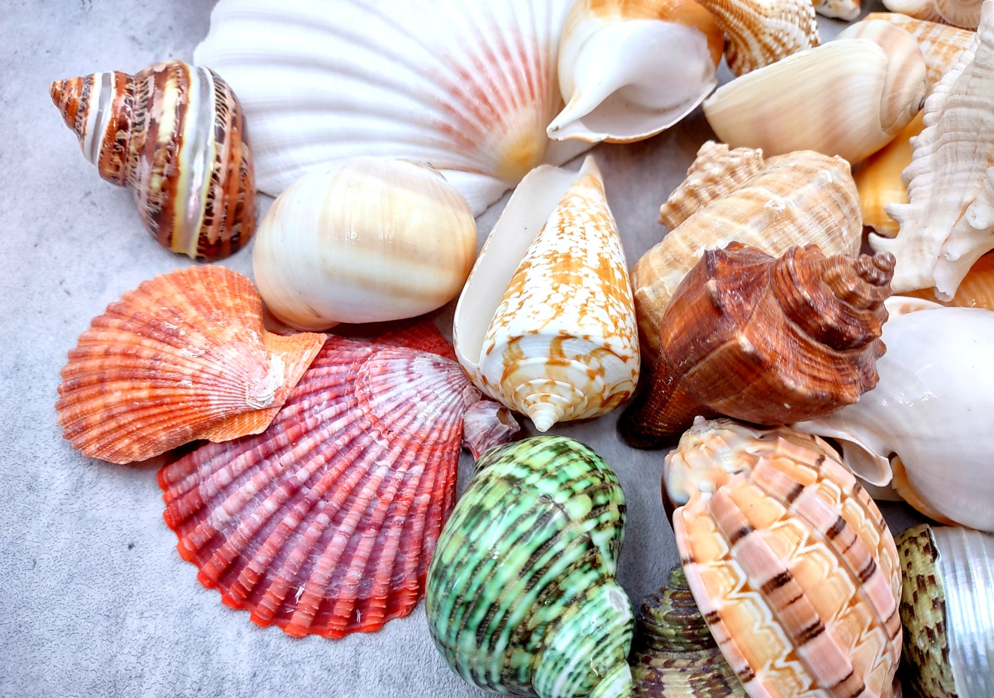 Large Seashell Assorted Ocean Mix - (approx. 1 Kilogram/2.2 lbs. 1-4 inches). Multiple different colored shells in a pile. Copyright 2024 SeaShellSupply.com.