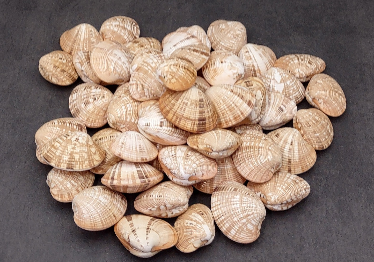 Reddish Venus Clam Seashell Pairs Callista Erycina (3 pairs approx. 2+ inches) Venus Clam pairs for coastal display & collections!