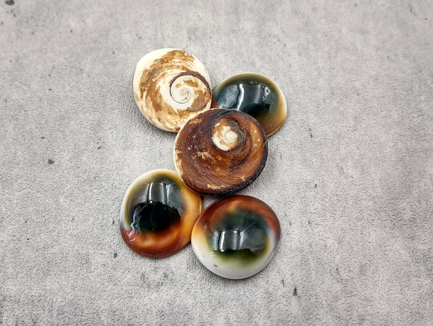 Cats Eyes Seashells Turbo Opercula (5 shells approx. 1+ inch) Unique shells for coastal crafting décor & collections!