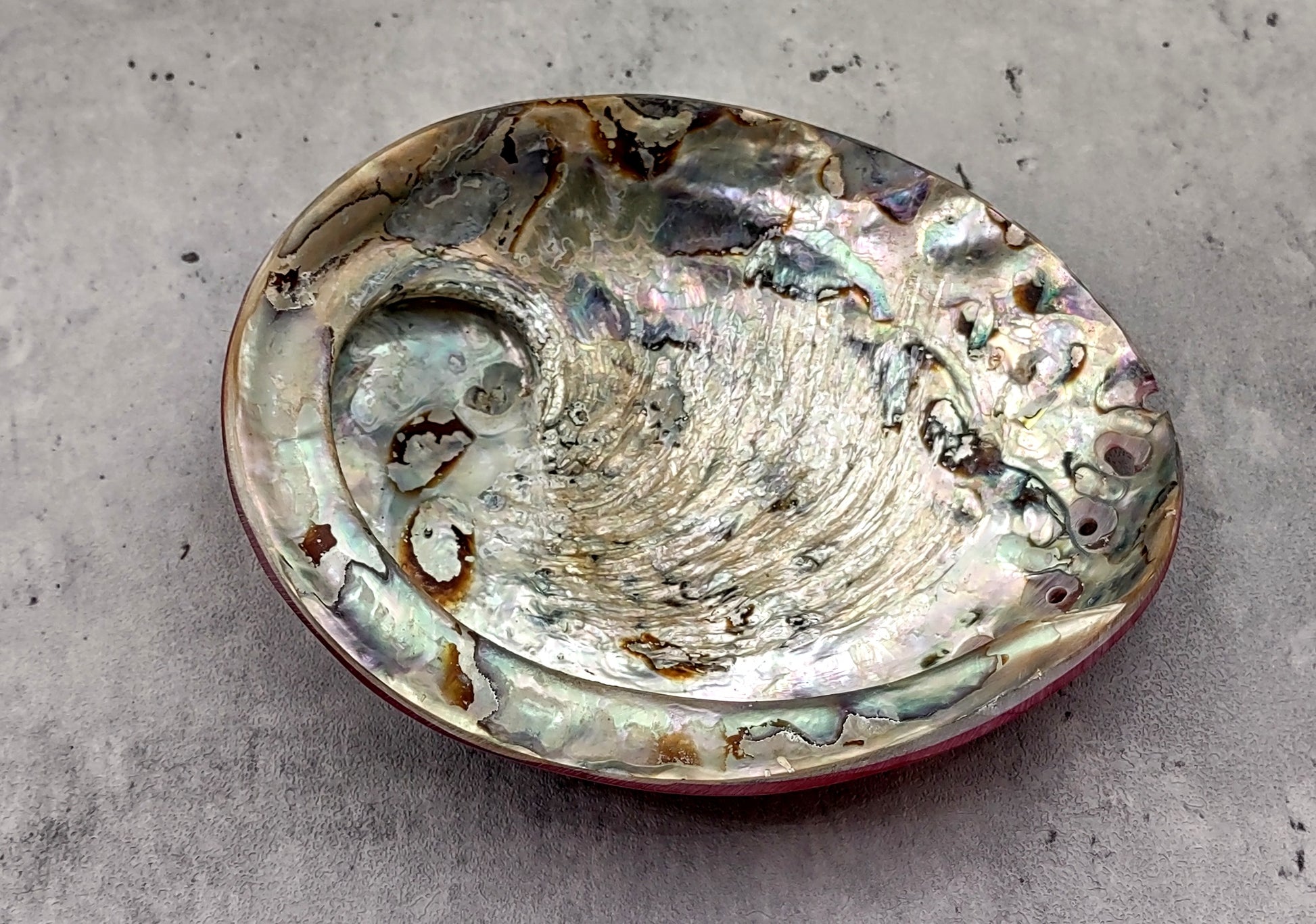 Polished Pink Midas Abalone - Haliotis Midae - (1 shell approx. 5-6 inches). One pink spiral glazed shell with wide opening and small spiral off to one side. Copyright 2022 SeaShellSupply.com.