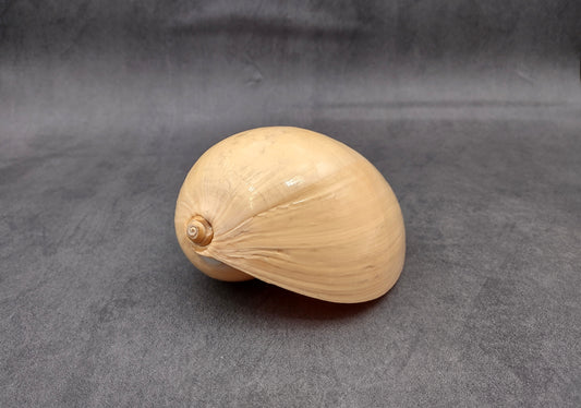 Large Indian Melo Volute Seashell Voluta Melo (1 shell approx. 5+ inches) Special shells for coastal crafting decor & collections!