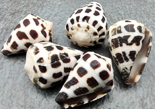 Polished Hebrew Cone Seashells (5 pcs.) - Conus Ebraeus