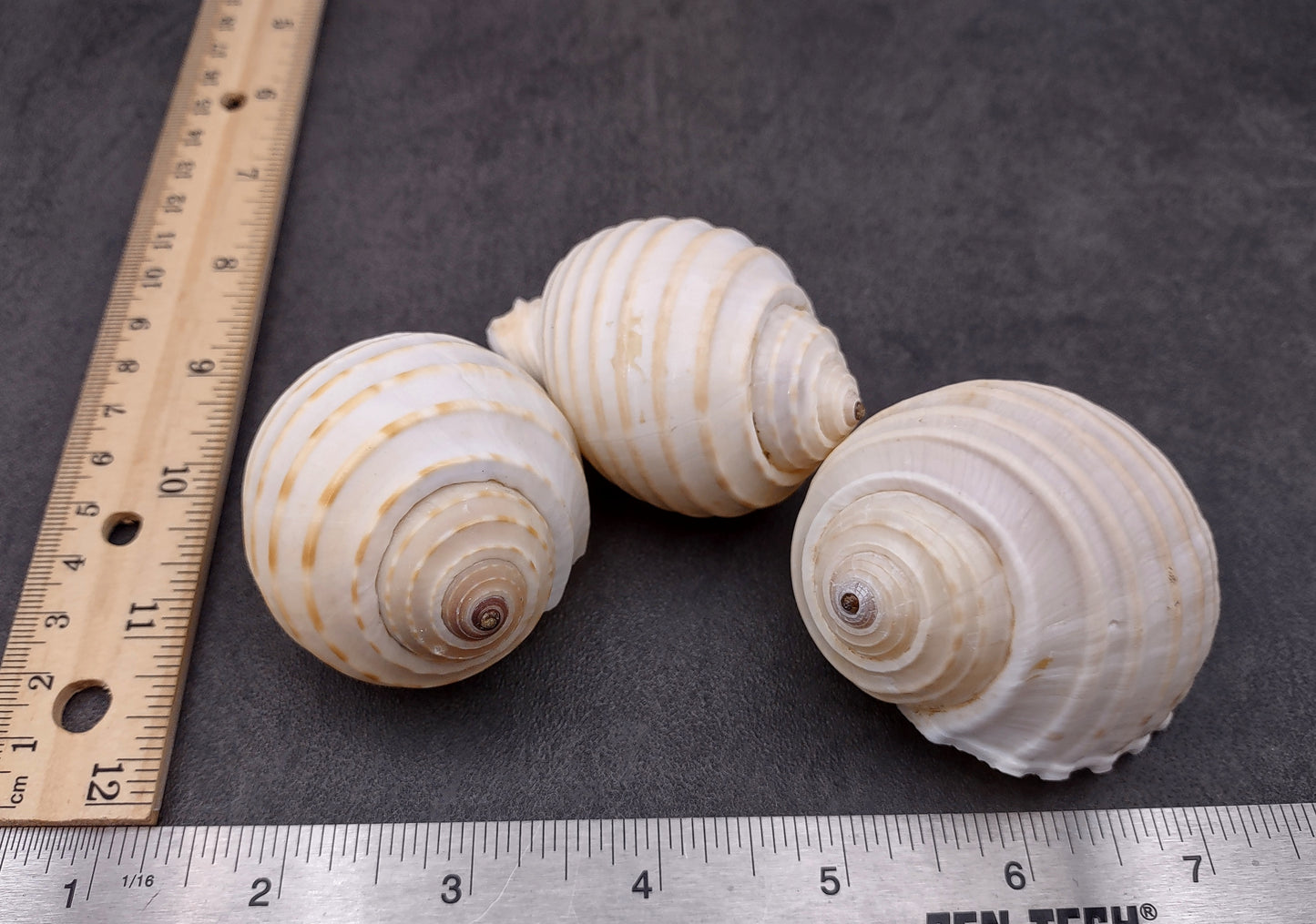 Costate Tun Seashells Tonna Allium (3 shells approx. 2+ inches) Great shells for coastal crafting décor & collections!
