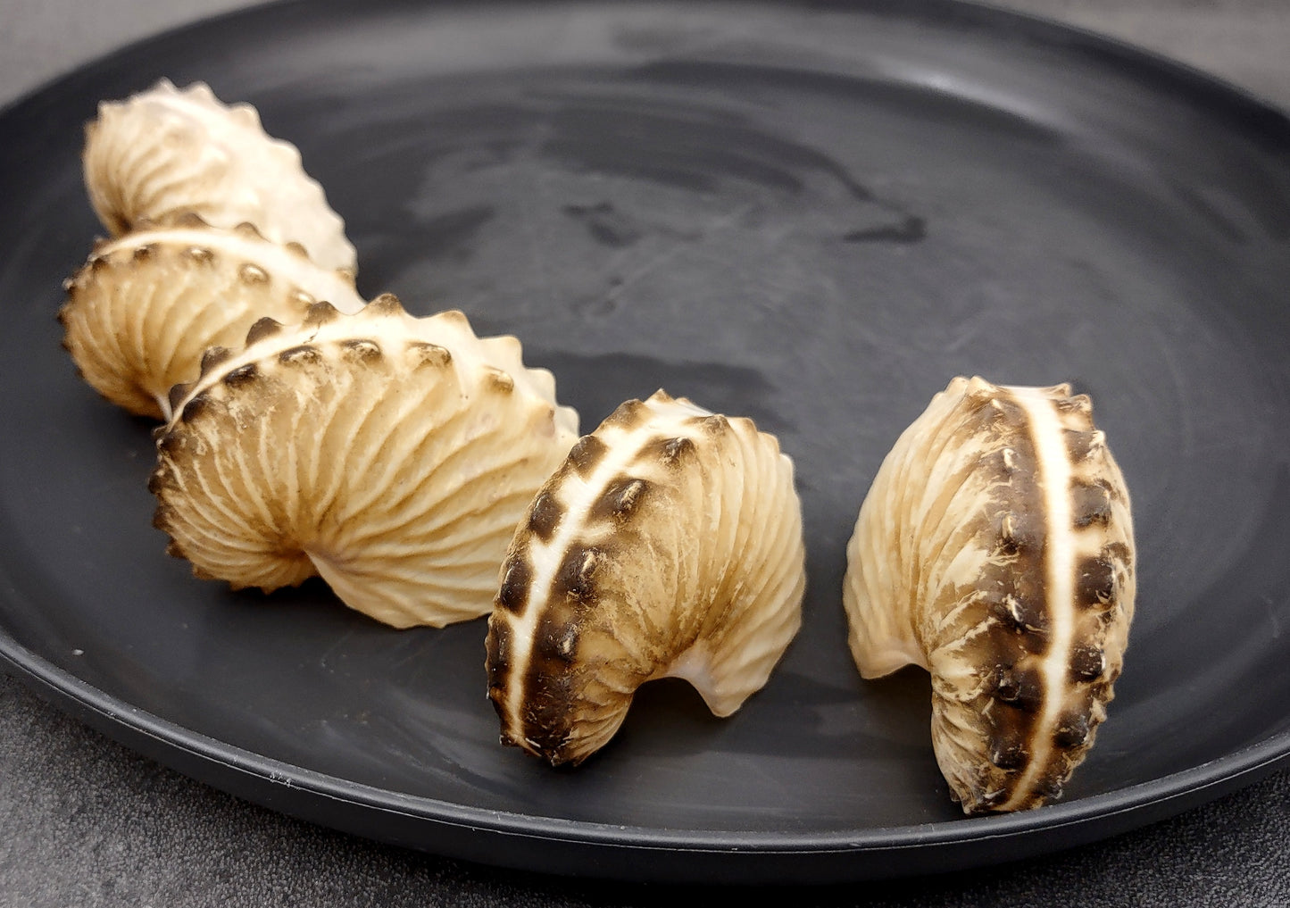 Brown Paper Nautilus Seashell Rare Argonauta Hians (1 shell approx. 2.25+ inches) Swell shells for coastal crafting decor & collections!