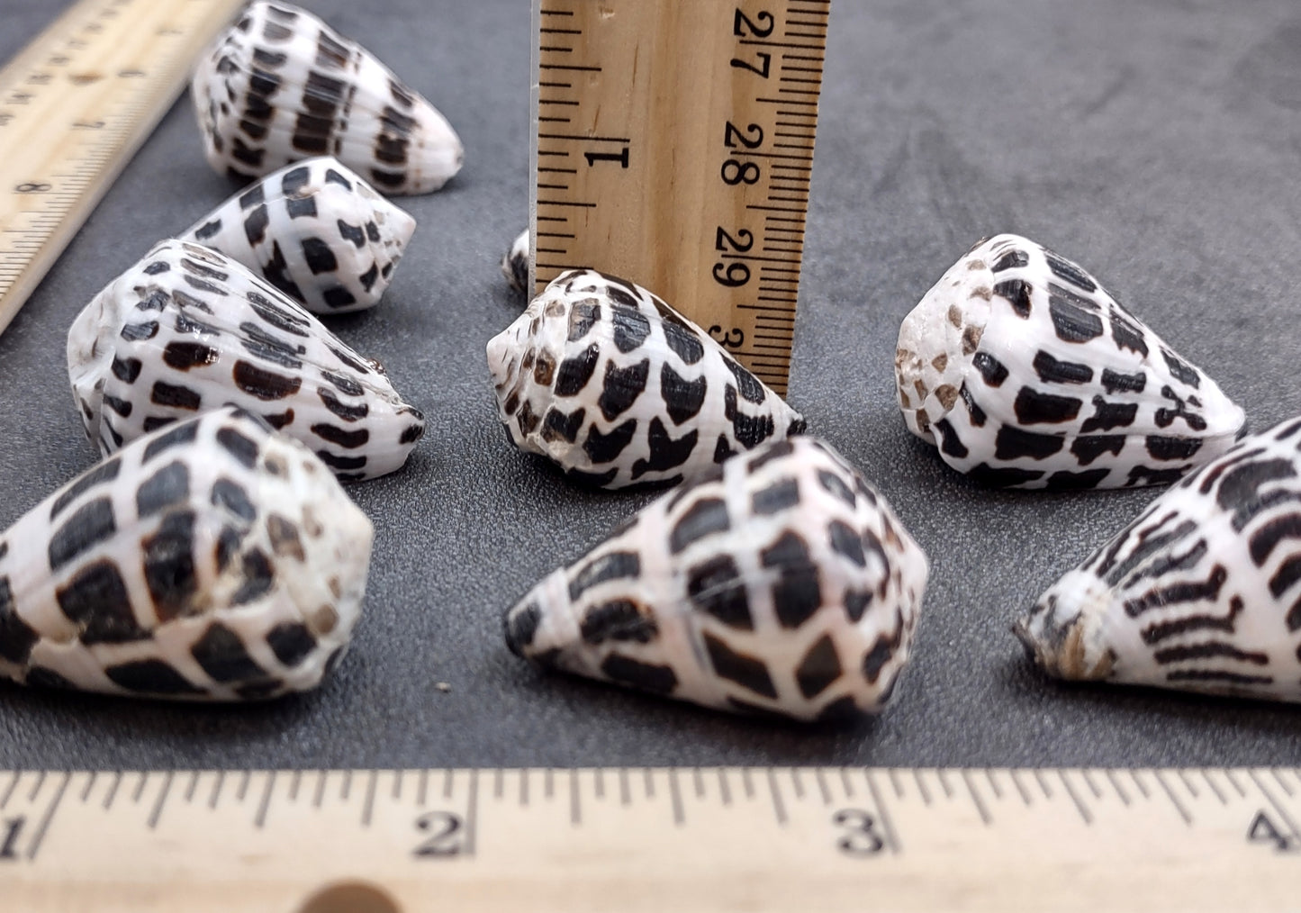 Polished Hebrew Cone Seashells (5 pcs.) - Conus Ebraeus