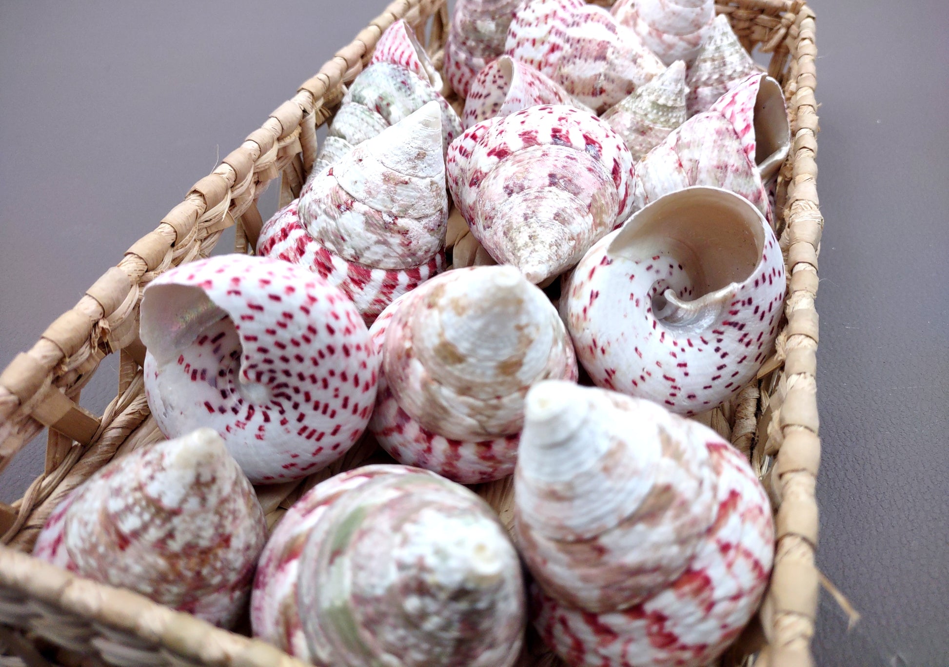 Strawberry Trochus Seashells - Techtus Conus - (4 shells approx. 1.5-2.5 inches). Four spiral pink and purple shells laid out to show the different angles. Copyright 2024 SeaShellSupply.com.