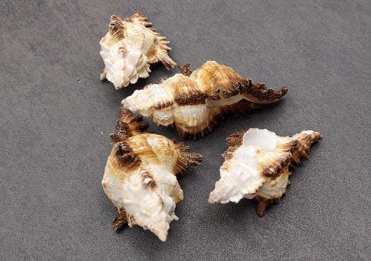 Endive Murex Seashells Murex Indivia (4 shells approx. 2+ inches) Unique shells for coastal crafting décor & collections!