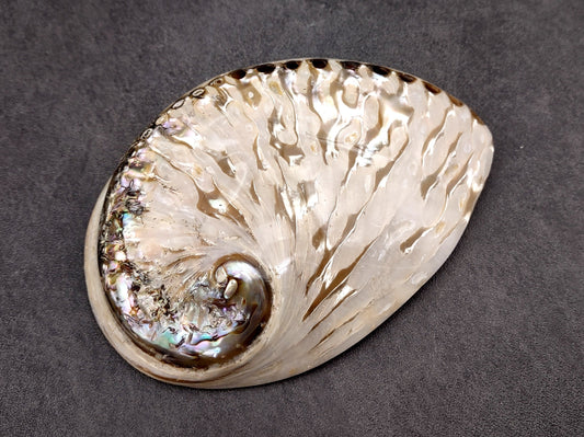 Polished White Midas Abalone Seashell Haliotis Midae (1 shell approx. 4+ inches) Shiny shell great for display crafts arts & collecting!